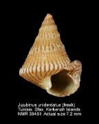Jujubinus unidentatus (freak2)